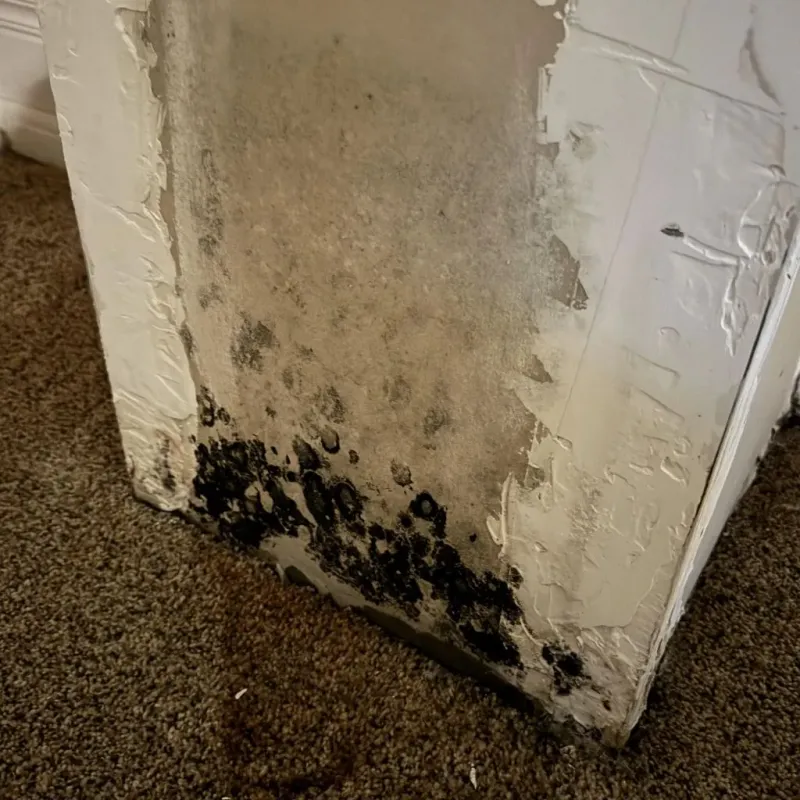 Professional Mold Removal in Johns Creek, GA